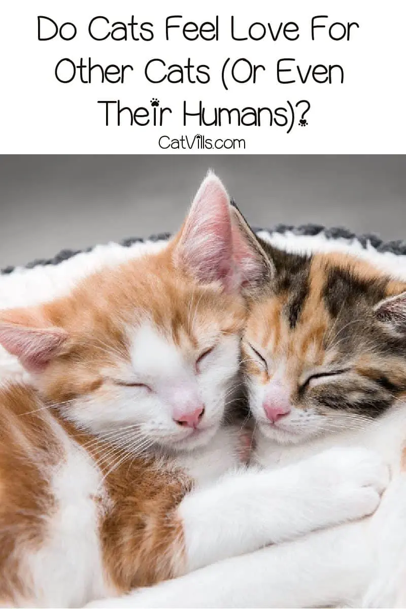Do cats feel love for other cats? What about their humans? Are they even capable of love at all? Read on to learn the answers!
