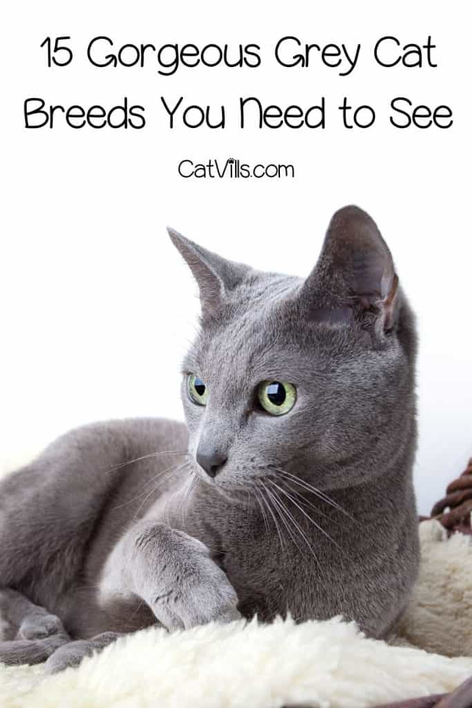 grey cat breeds p1