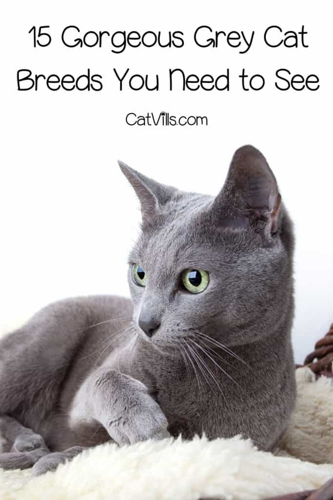 15 Grey Cat Breeds - Most Popular Gray Cats