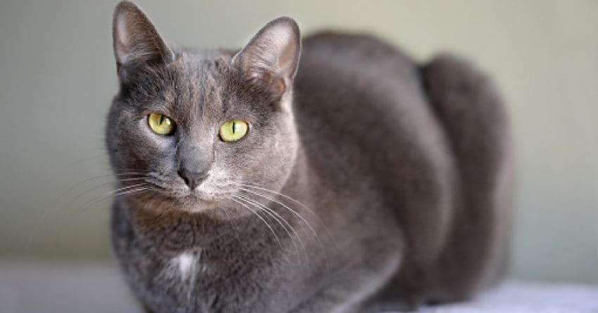 Are you fascinated with grey cat breeds and can’t get enough of their stunning appearance? Then you'll love these top 8 silver beauties!