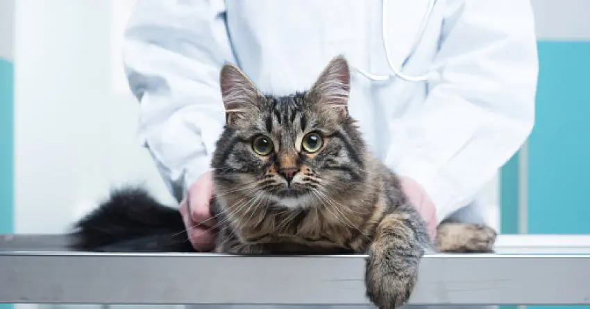 If you're on your path of becoming nurse or doctor, then you may want to choose from one of these amazing medical name for your cat.