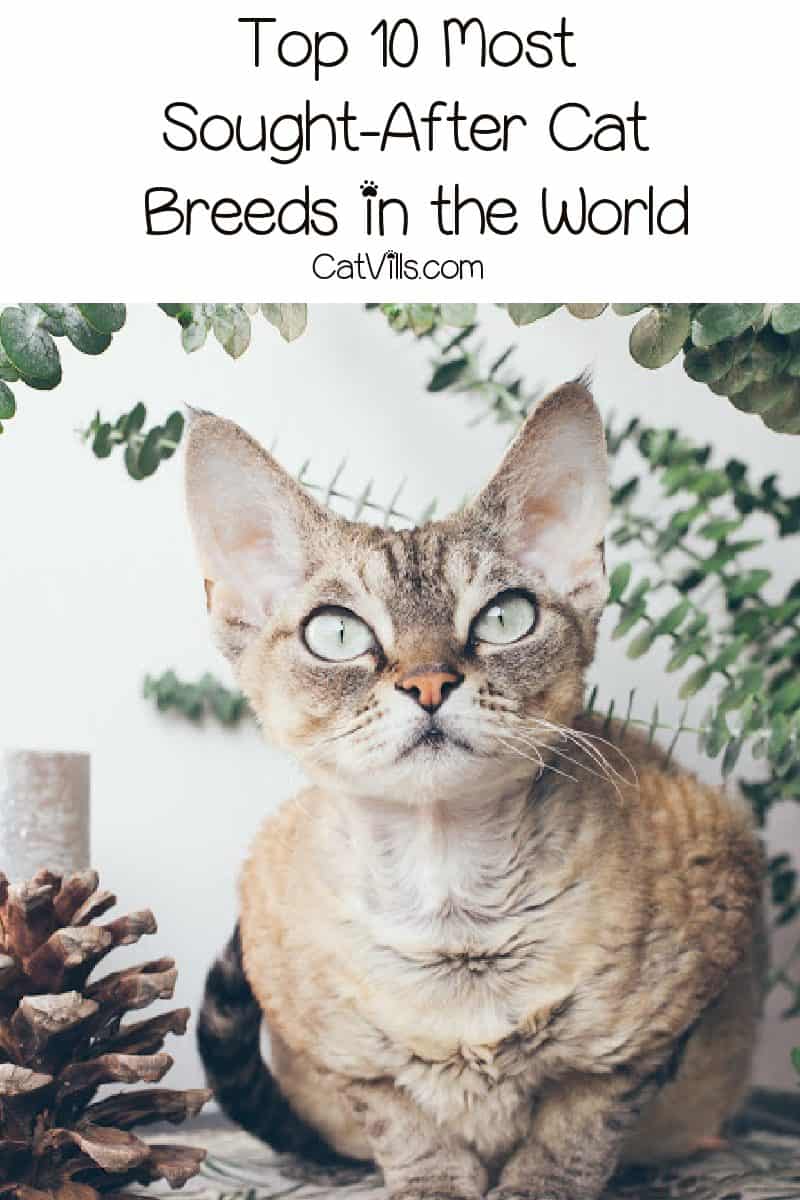 Curious about the most sought-after cat breeds? These 10 kitties really capture the hearts of everyone who meets them, making them the most popular of all!