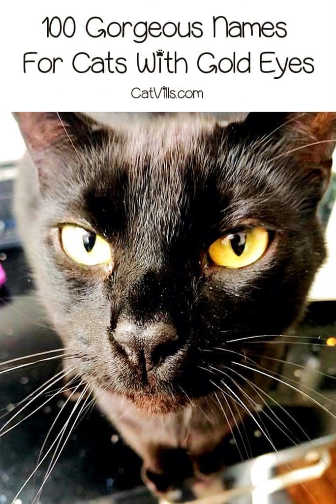 Need some amazing names for cats with gold eyes? Read on! We came up with 100 wonderful ideas, split evenly for boys and girls!