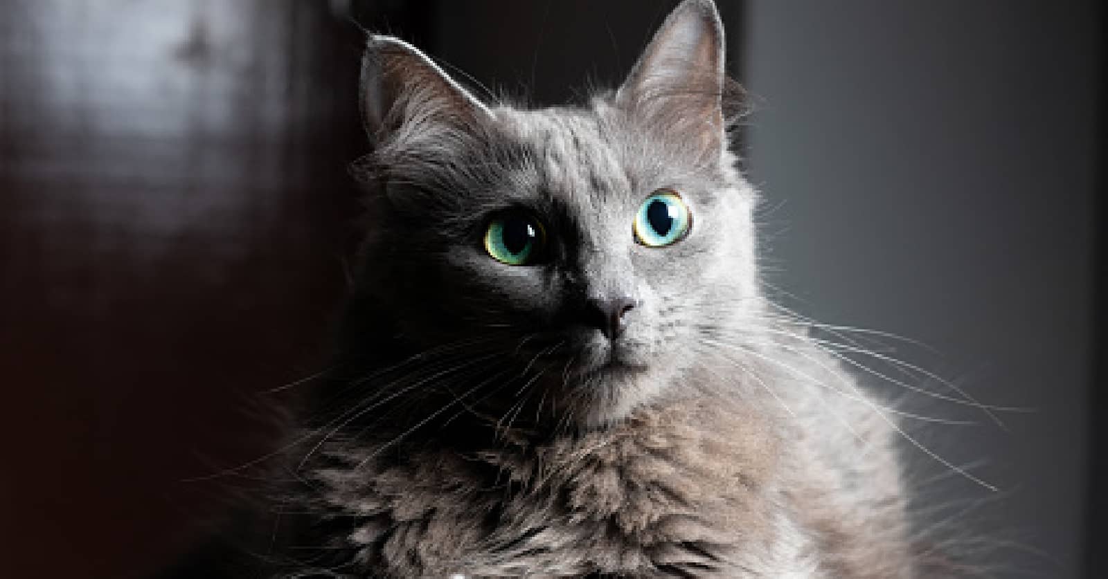 Are you fascinated with grey cat breeds and can’t get enough of their stunning appearance? Then you'll love these top 8 silver beauties!