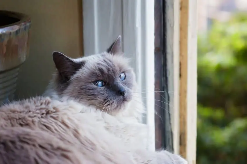 ragdoll cat breed