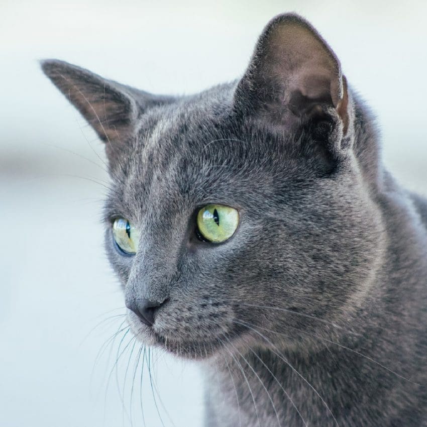 8 Amazing Russian Cat Breeds You Need to Know