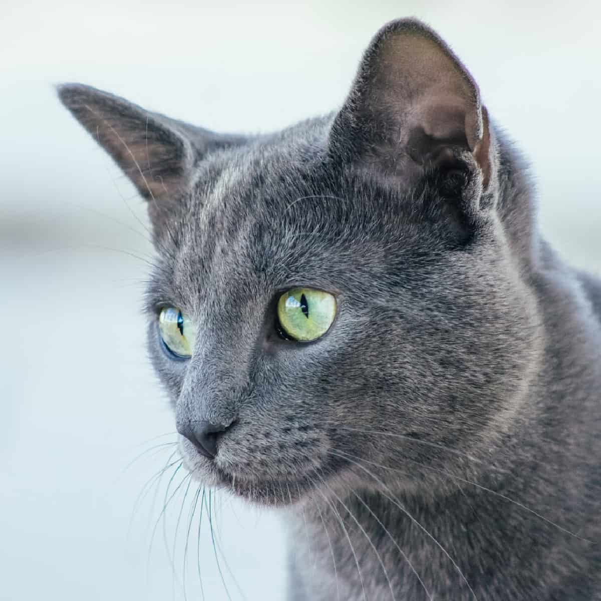 silver blue cat