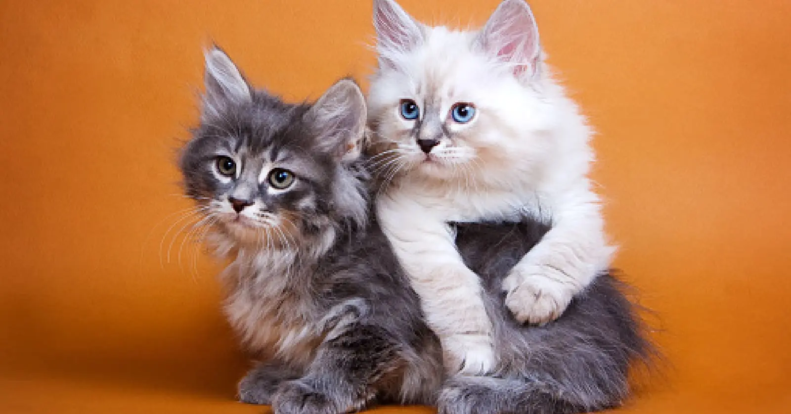 Siberian cat breed