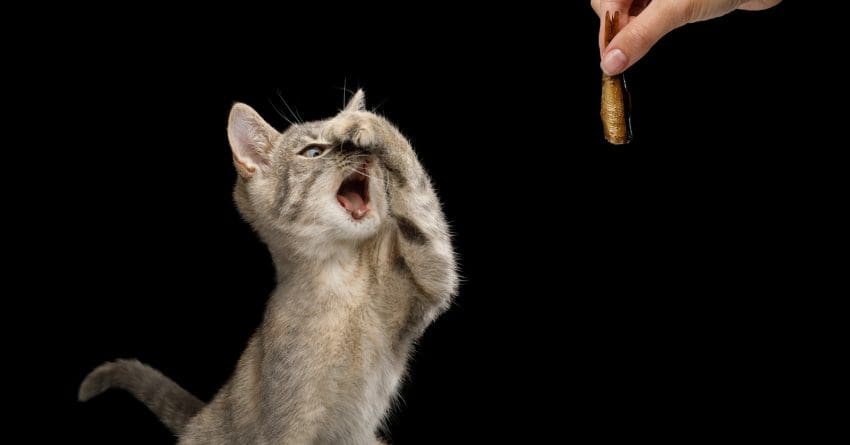 Did you know that there are some smells that cats hate so much; they'll go out of their way to avoid them? Read on to find out what they are!
