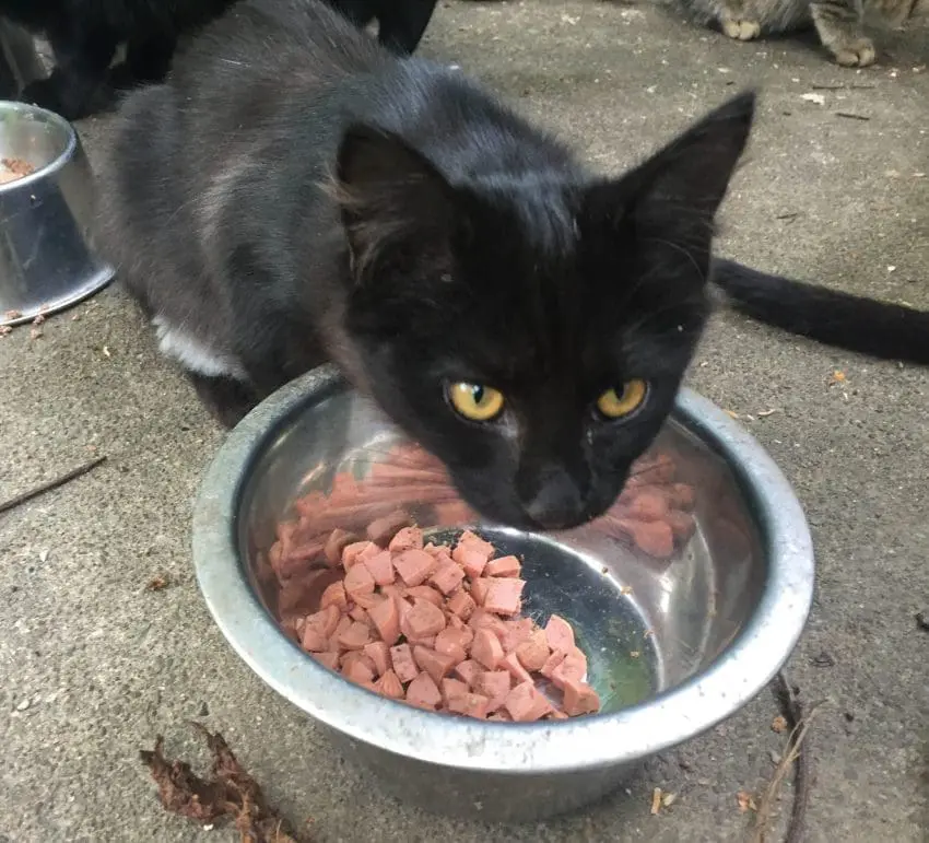 Stella & Chewy's Marie's Magical Dinner Dust for Cats