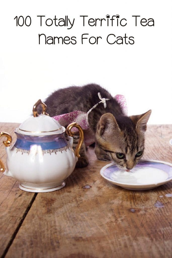 If you're passionate about Oolong and Earl Grey, you'll love these 100 terrific tea names for cats! Check them out!