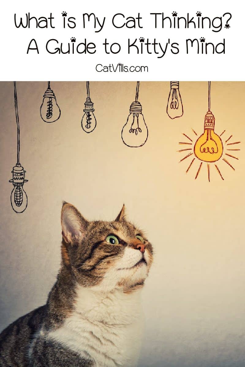 What is my cat thinking? If you're wondering this very question, you'll love our guide to your cat's innermost thoughts! 