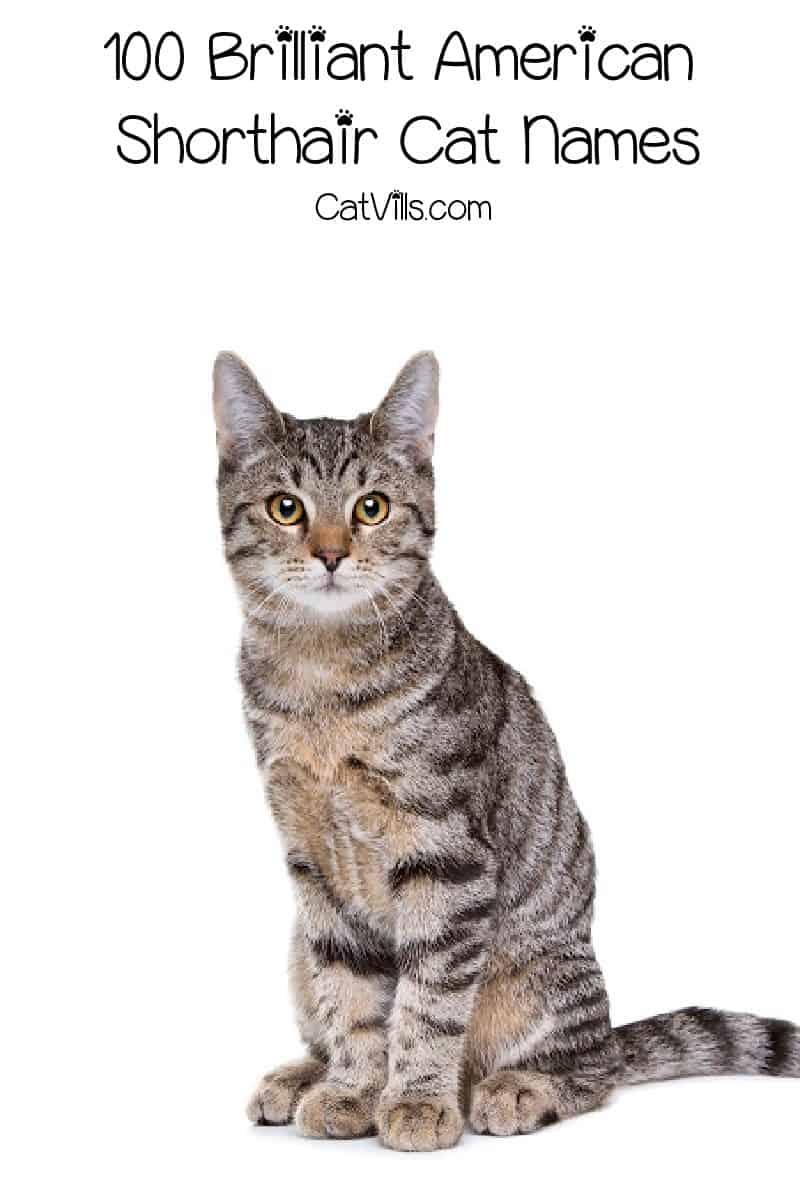 100 Brilliant American Shorthair Cat Names
