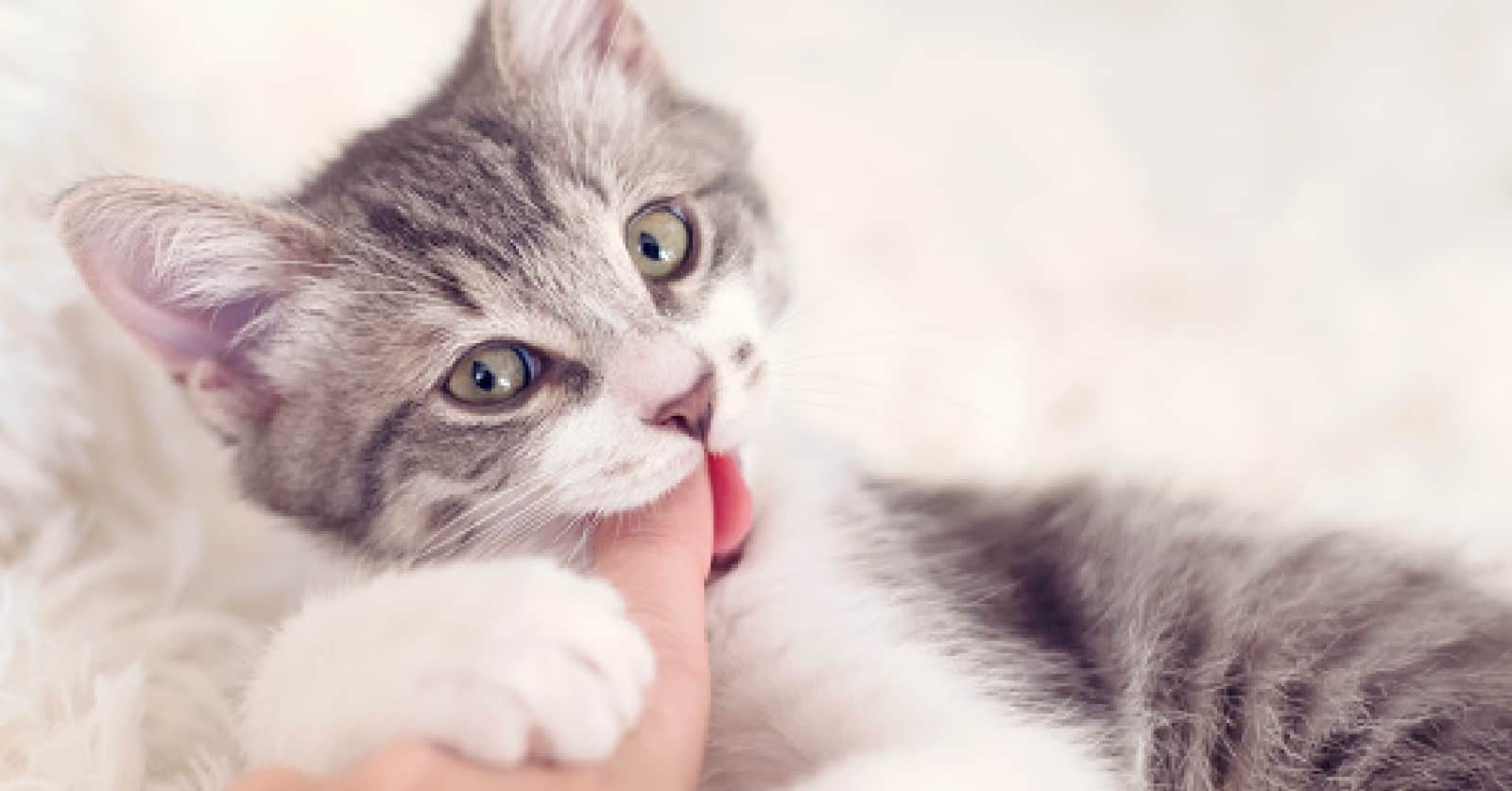 Looking for the best ways to train a kitten not to bite? We’ve got you covered! Read on for 8 simple yet proven strategies!