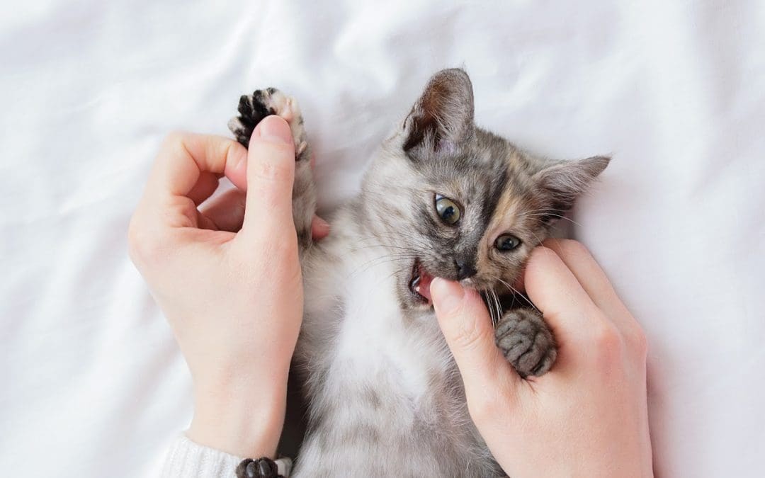 8 Best Ways to Train a Kitten Not to Bite (Things to Do)