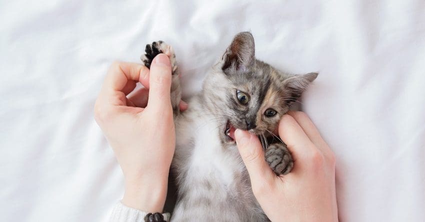 Looking for the best ways to train a kitten not to bite? We’ve got you covered! Read on for 8 simple yet proven strategies!