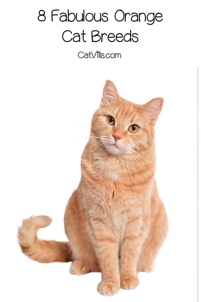 orange cat breed