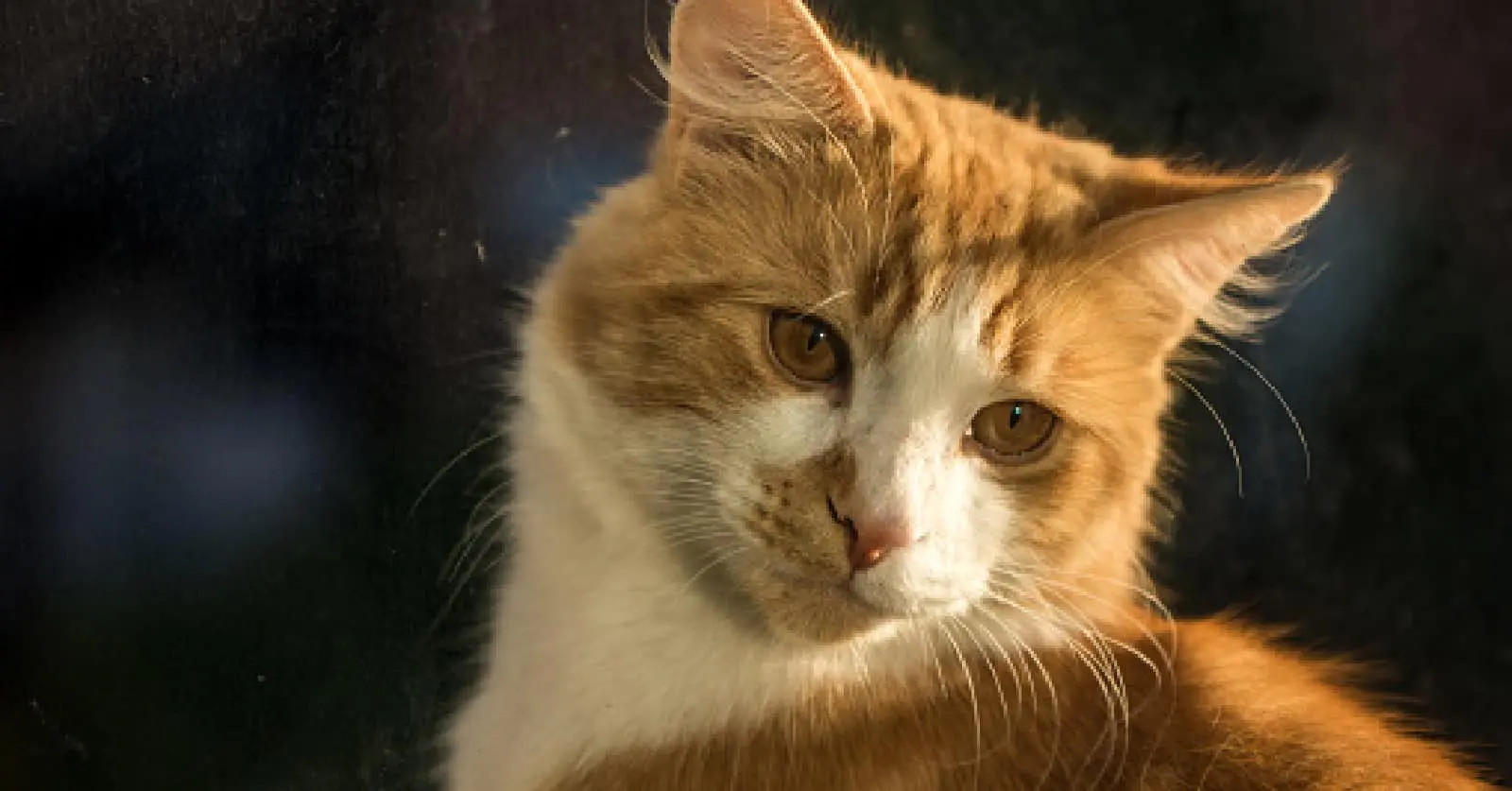 Ginger cat close-up during golden hour