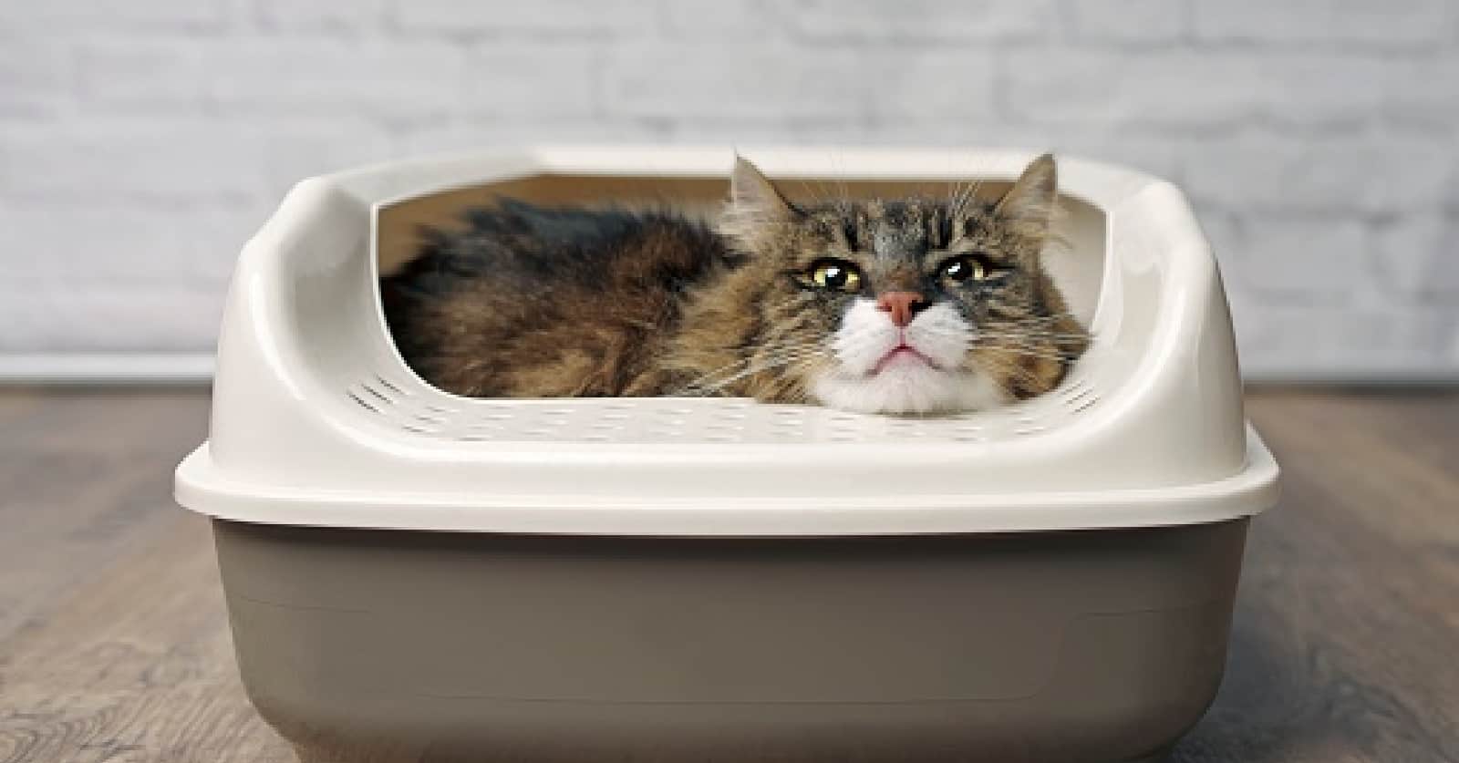 Can Two Cats Use The Same Litter Box?  