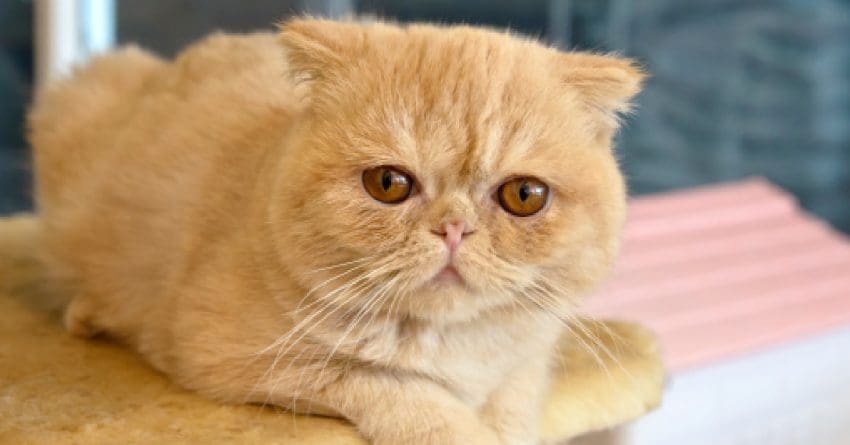 Orange Exotic Shorthair on Cat Tree