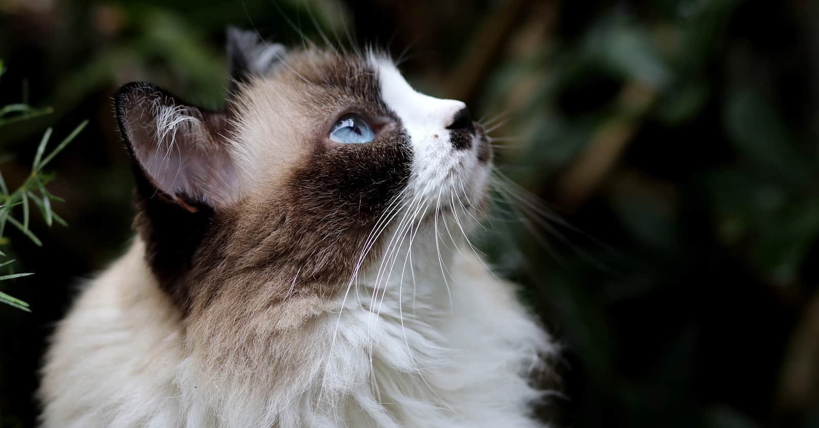 Looking for cat breeds that can be left alone and won’t miss you too much when you’re gone? Check out these 7 independent felines!