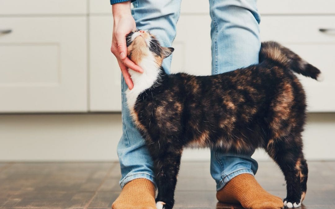 Why Do Cats Like to Rub Against Your Legs & Is It Normal?