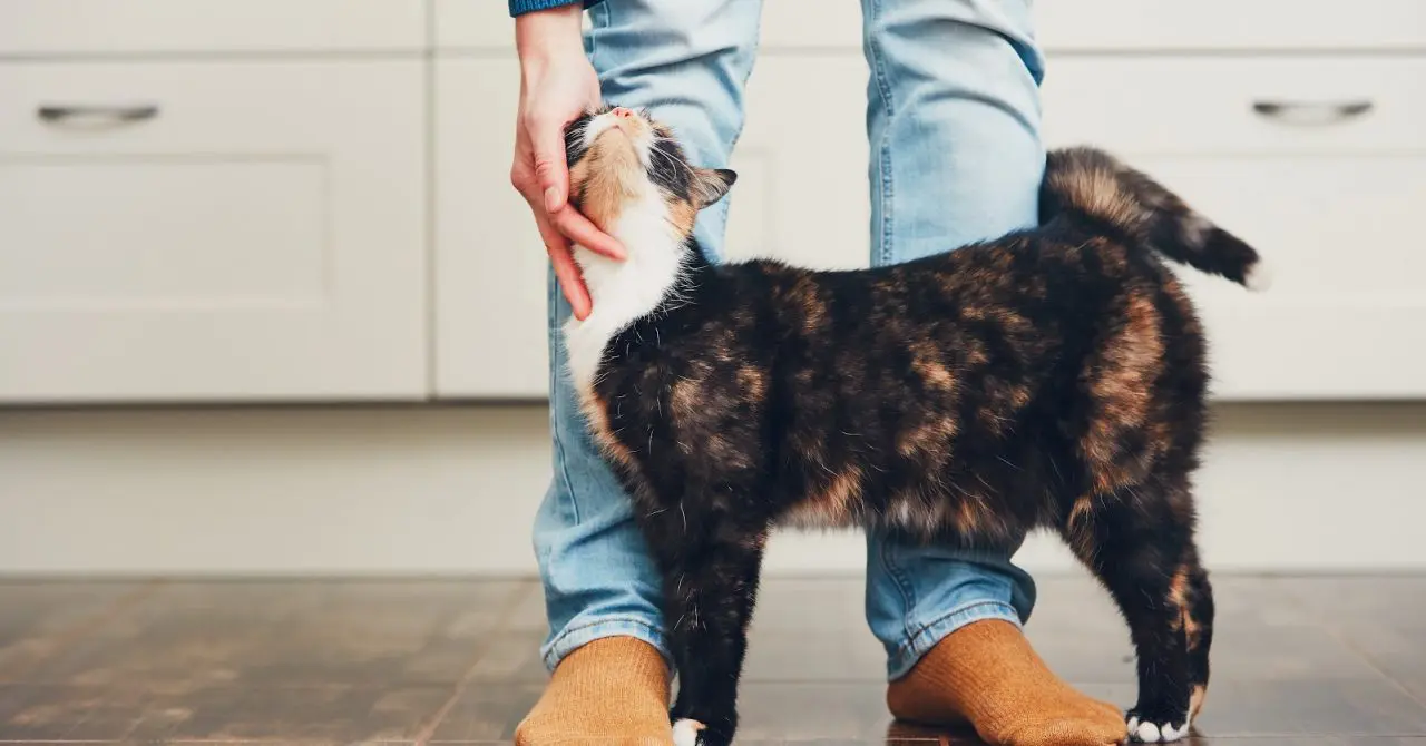 Why Do Cats Rub Against Your Legs? The Language of Love