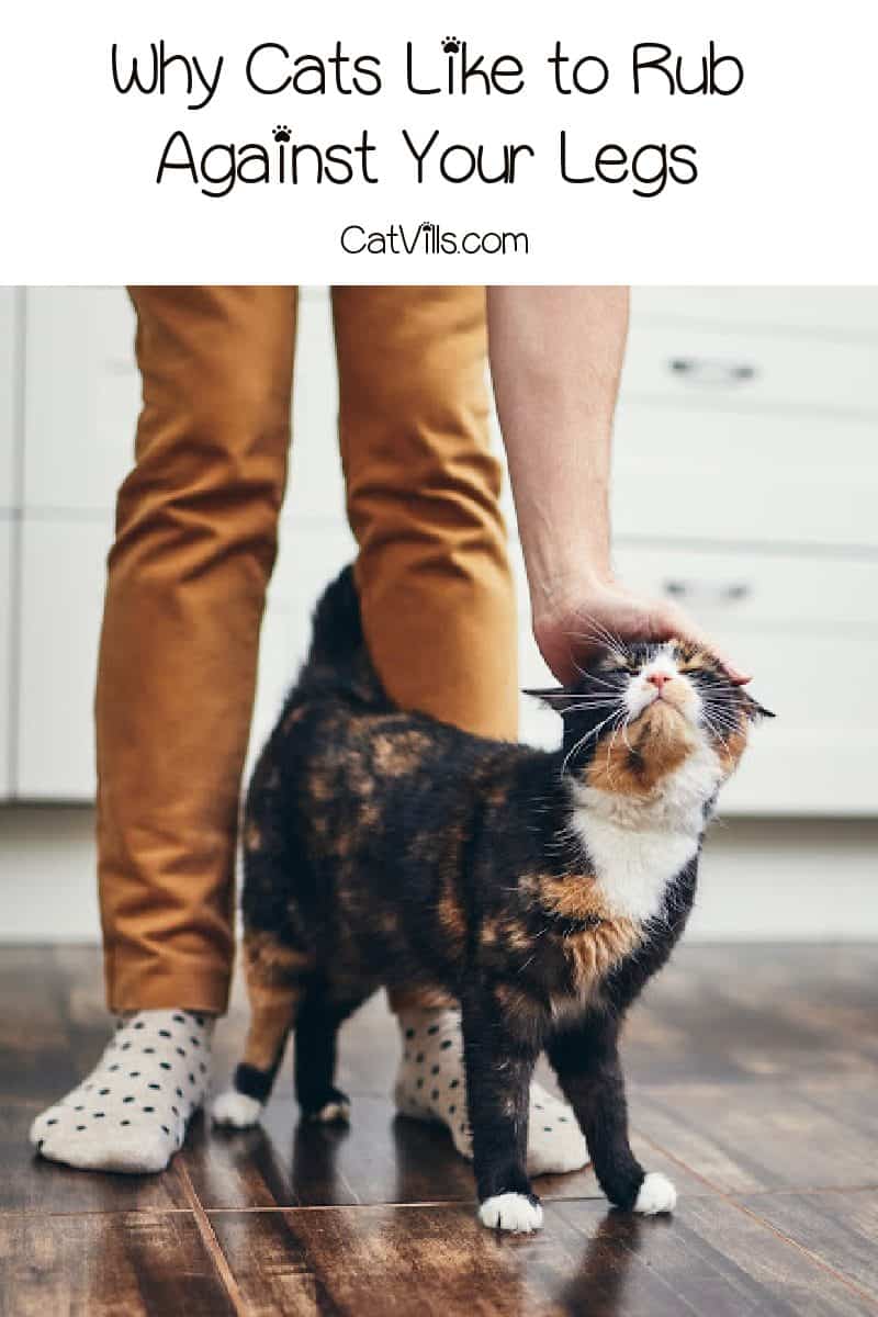 Ever wondered why cats (even stray ones) like to rub against your legs, (sometimes your face)? Find out if it is normal behavior or not.