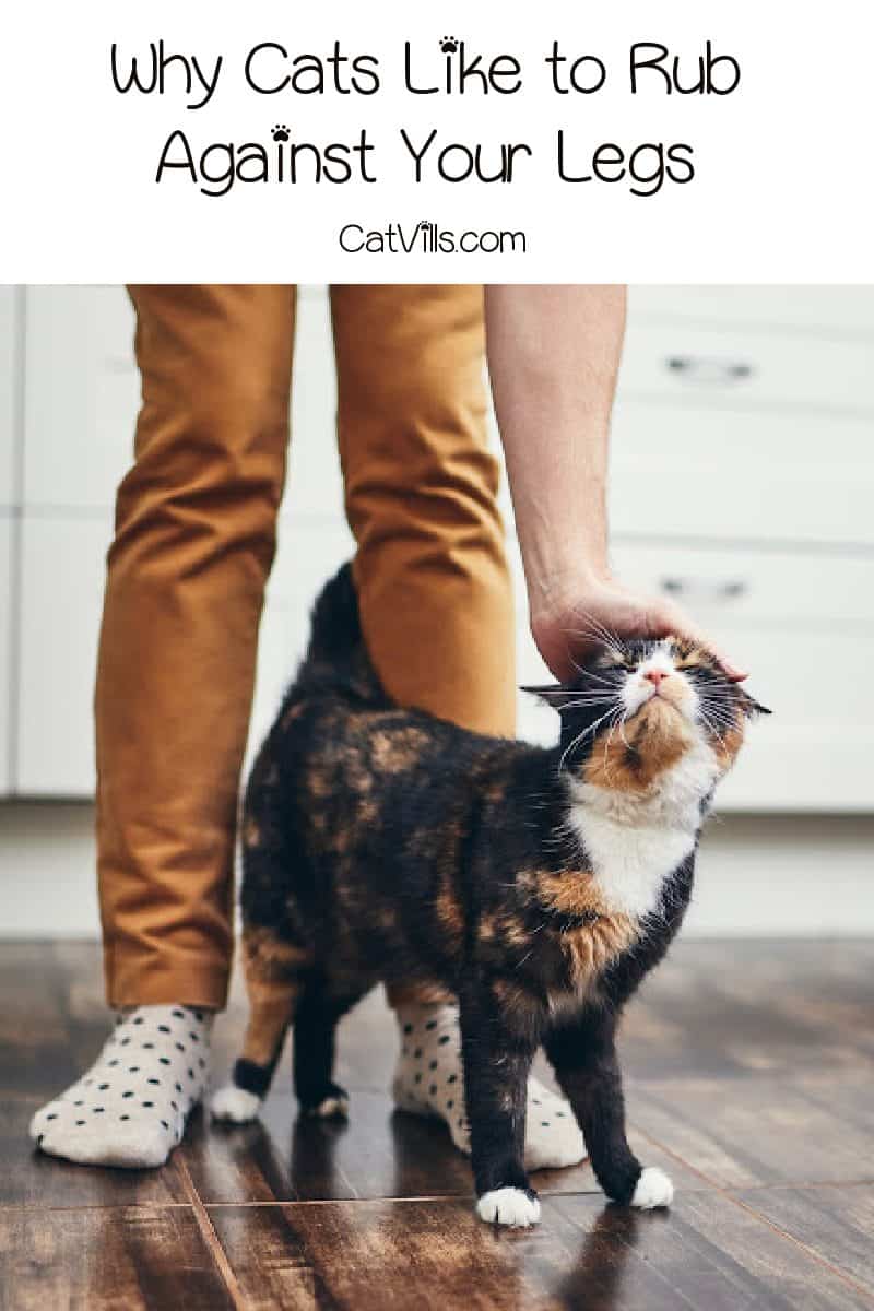 Why Do Cats Like to Rub Against Your Legs & Is It Normal?