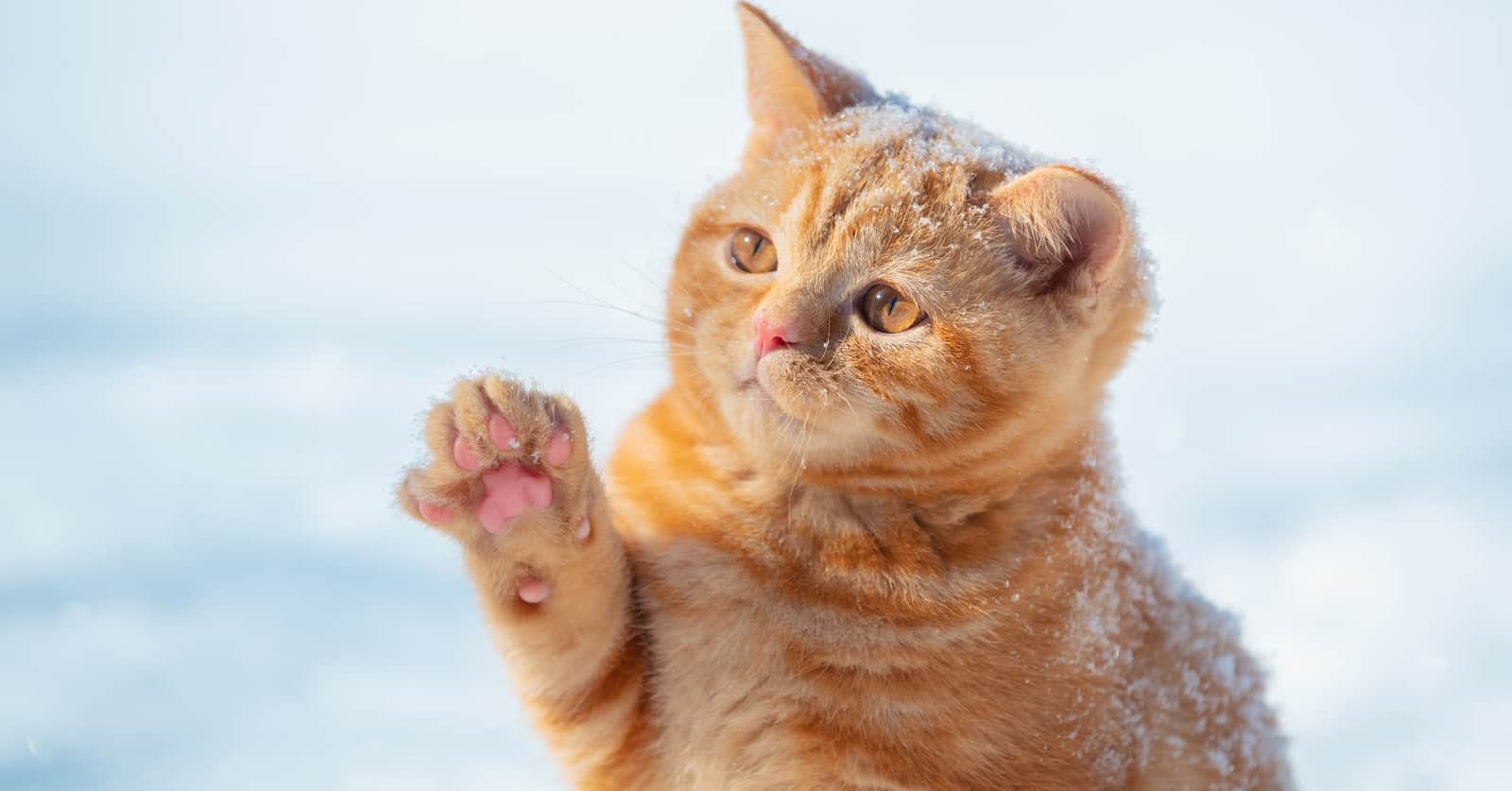 100 Brilliant American Shorthair Cat Names