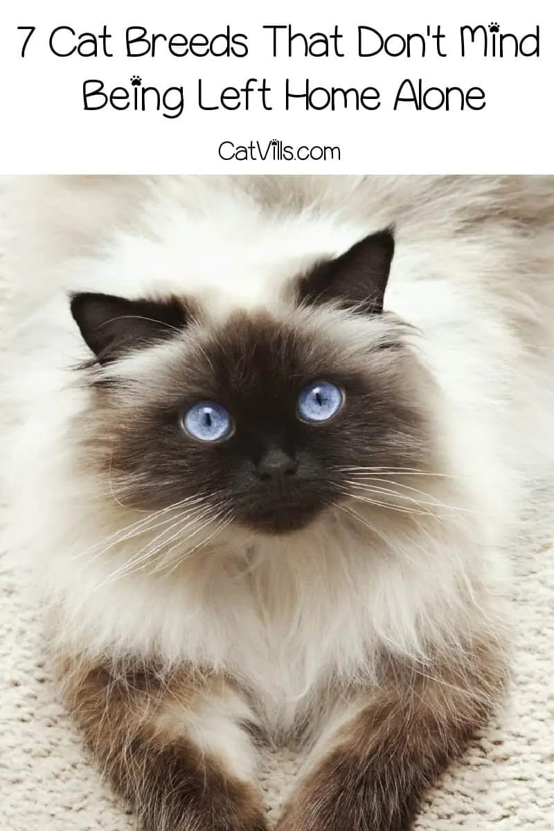 Looking for cat breeds that can be left alone and won’t miss you too much when you’re gone? Check out these 7 independent felines! 