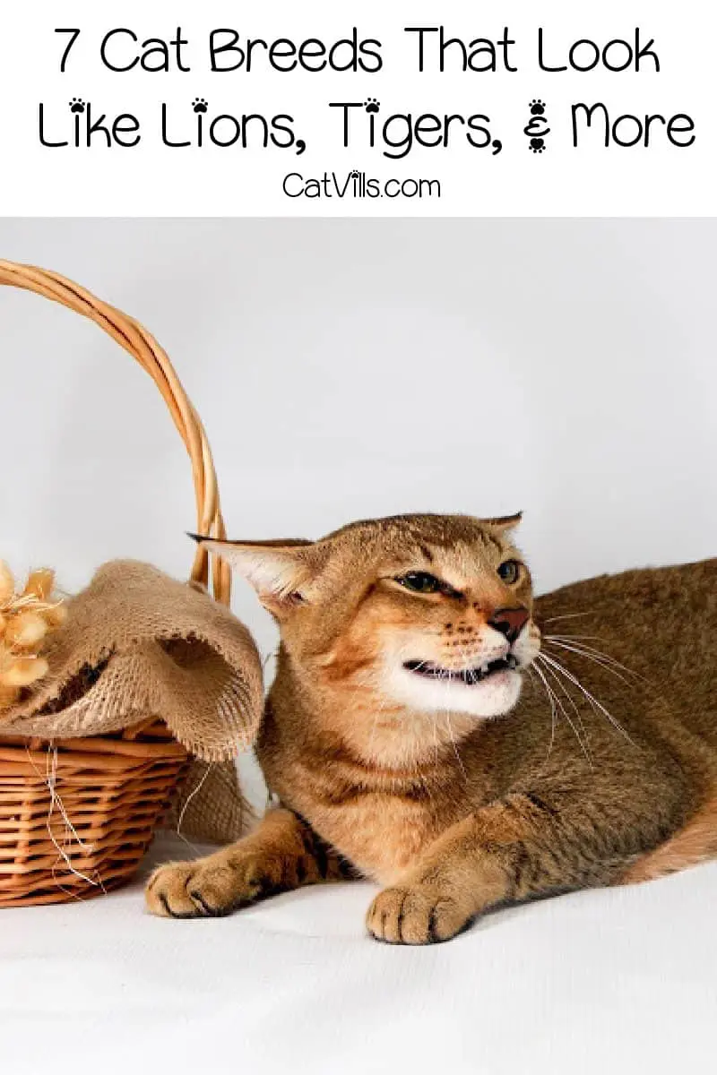 Discover Cats That Look Like Lions: Nature's Miniature Kings