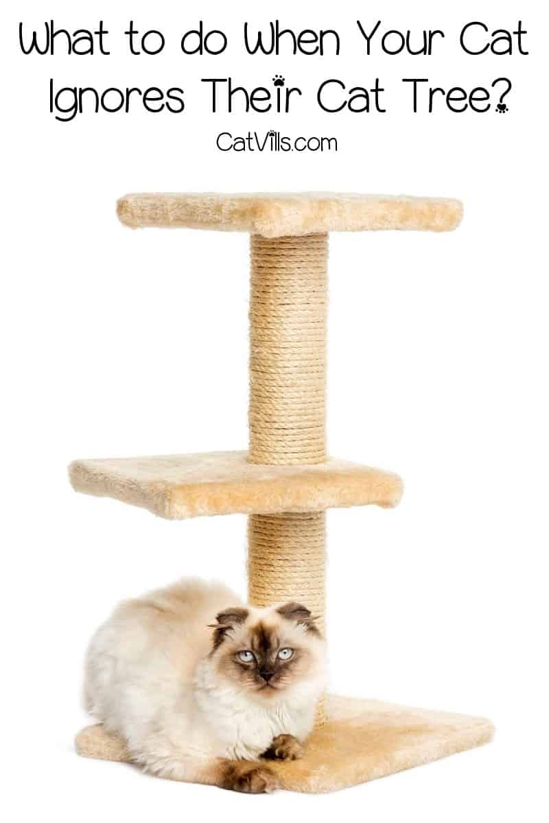 Feeling frustrated because your cat ignores their cat tree after you spent so much money on it? Check out our guide on what to do!