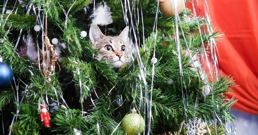 As a cat parent, I’m always looking for cat safe Christmas tree alternatives for the festive season. Here are my top 10 favorites