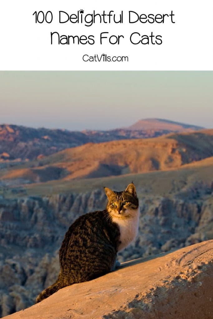 If you're looking for some of the best desert names for cats, then this list will help you make a choice! Check out 100 ideas we adore!