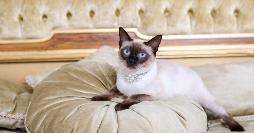 If glitz and glamor are your thing, you'll love these luxury cat names! Check them out and find your kitty's totally posh moniker!