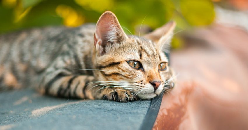 Single kitten syndrome- is it real? How do you treat it?>