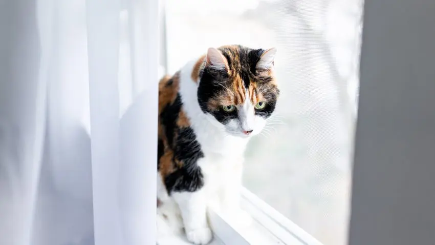 Cat adoption remorse is a very real thing, You're not alone. Read on to learn what to do and how to cope when you regret getting your cat.