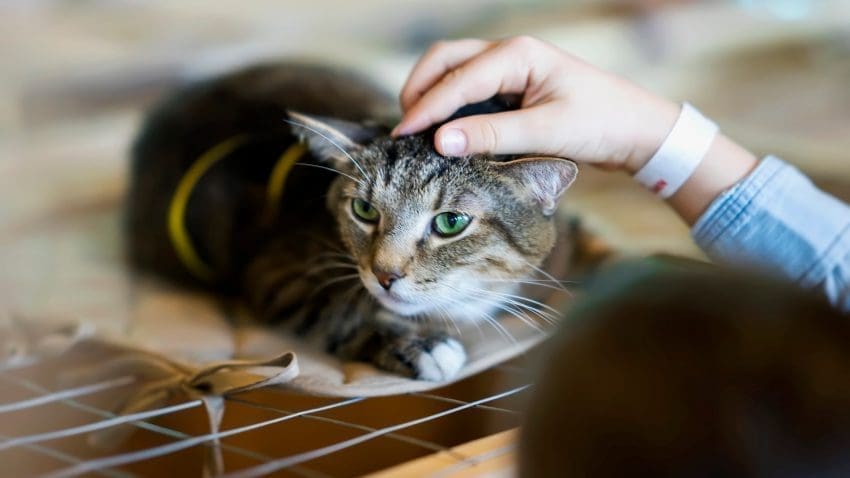 Cat adoption remorse is a very real thing, You're not alone. Read on to learn what to do and how to cope when you regret getting your cat.