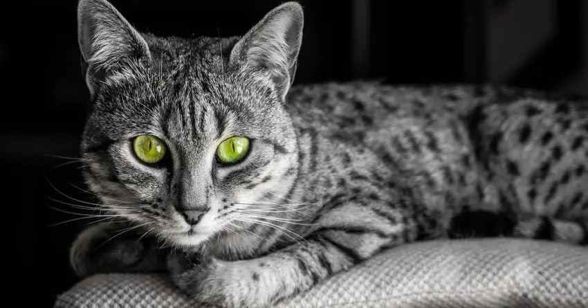 Black and White image of an Egyptian Mau cat with startling green eyes looking straight at camera