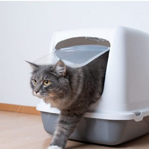 Fleas in litter box mean fleas on your cat or in your home. Get them out! Read on for some easy tips on how to do just that!