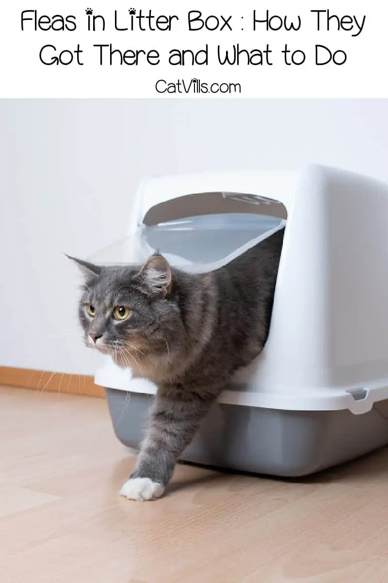 cat sleeping in litter box fleas