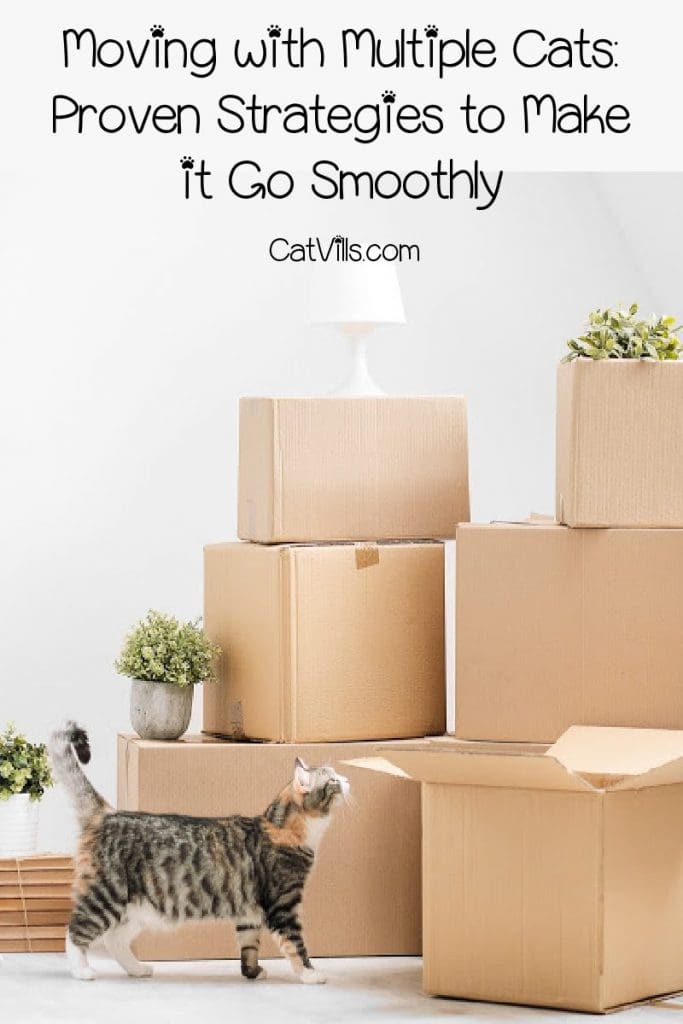 Moving with multiple cats sounds scary, but it doesn't have to be the stuff nightmares are made of. Just follow these proven strategies!