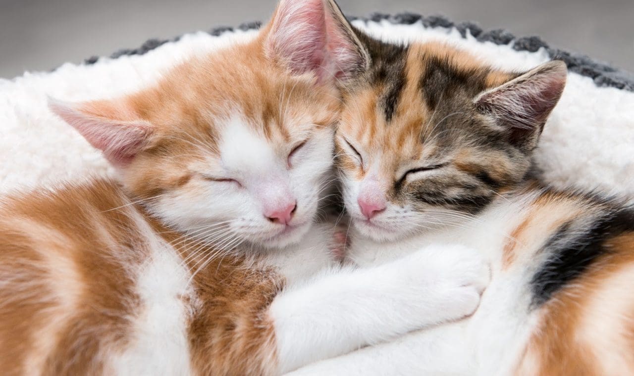 9 Superb Tips on How To Get Cats To Get Along