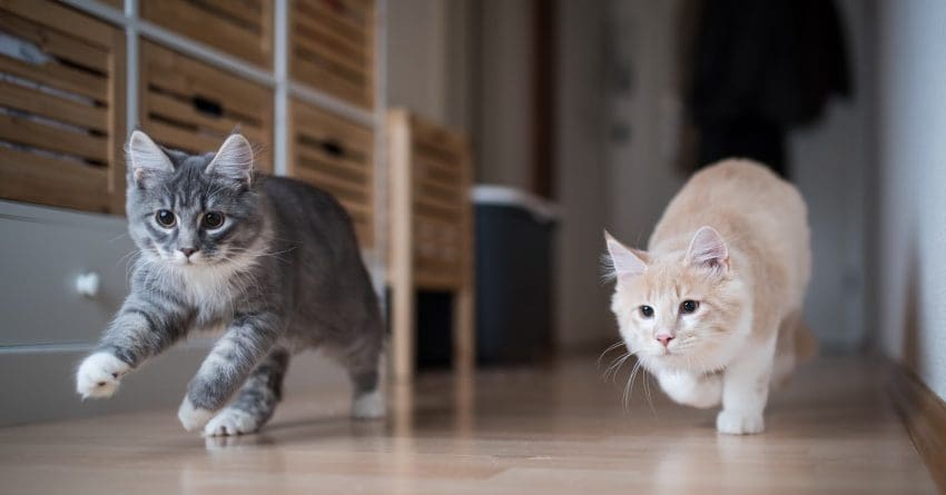 Thinking about adopting multiple cats at once but not sure if it's a good idea? Take a look at the pros and cons to help you decide!