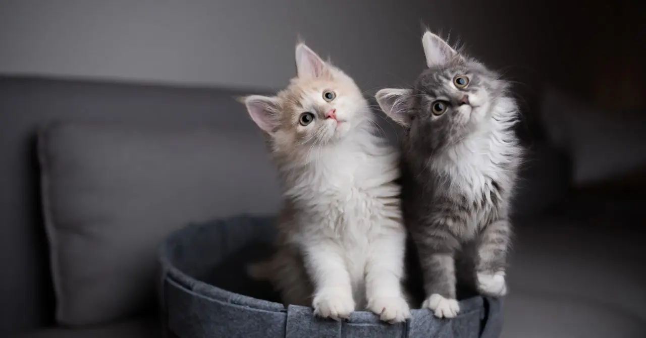 9 Superb Tips on How To Get Cats To Get Along