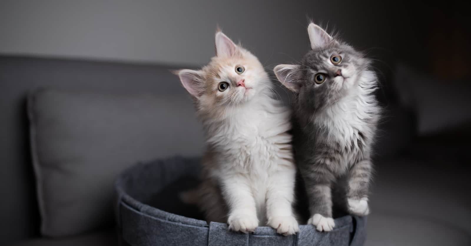 Thinking about adopting multiple cats at once but not sure if it's a good idea? Take a look at the pros and cons to help you decide!