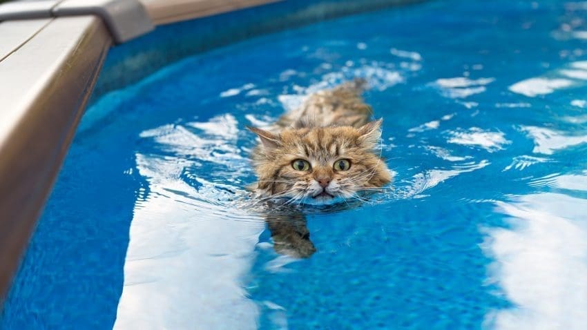 Are there any cat breeds that like water? You betcha! In fact, these 5 kitties don't just like it, they're practically obsessed! Take a look!