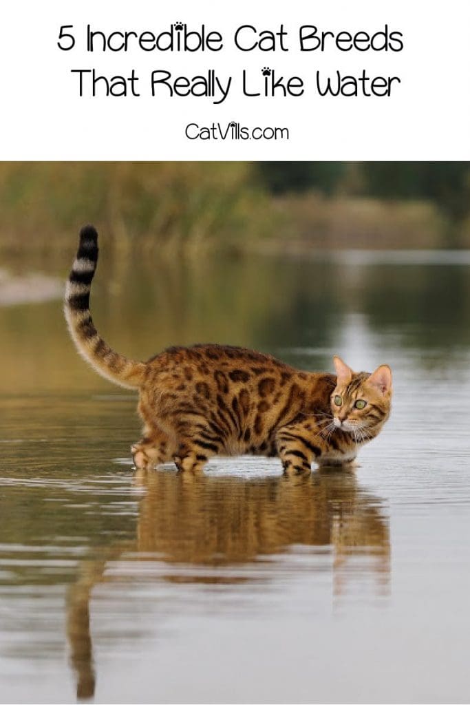 Are there any cat breeds that like water? You betcha! In fact, these 5 kitties don't just like it, they're practically obsessed! Take a look!