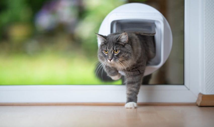 Looking for a cat flap but have no idea where to start? Check out our complete guide- including recommendations and even some tips on finding a cat flap fitter!